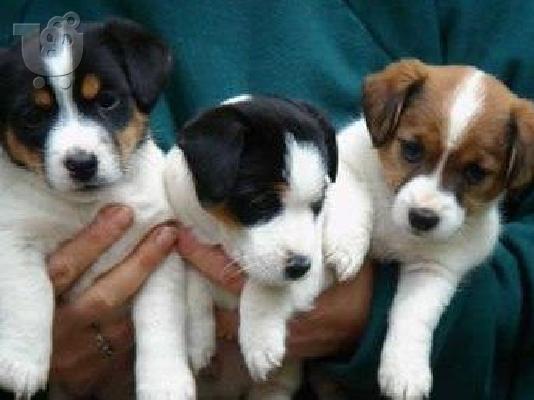 PoulaTo: Jack russel